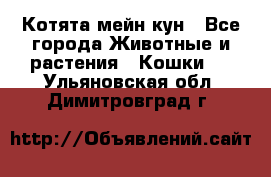 Котята мейн кун - Все города Животные и растения » Кошки   . Ульяновская обл.,Димитровград г.